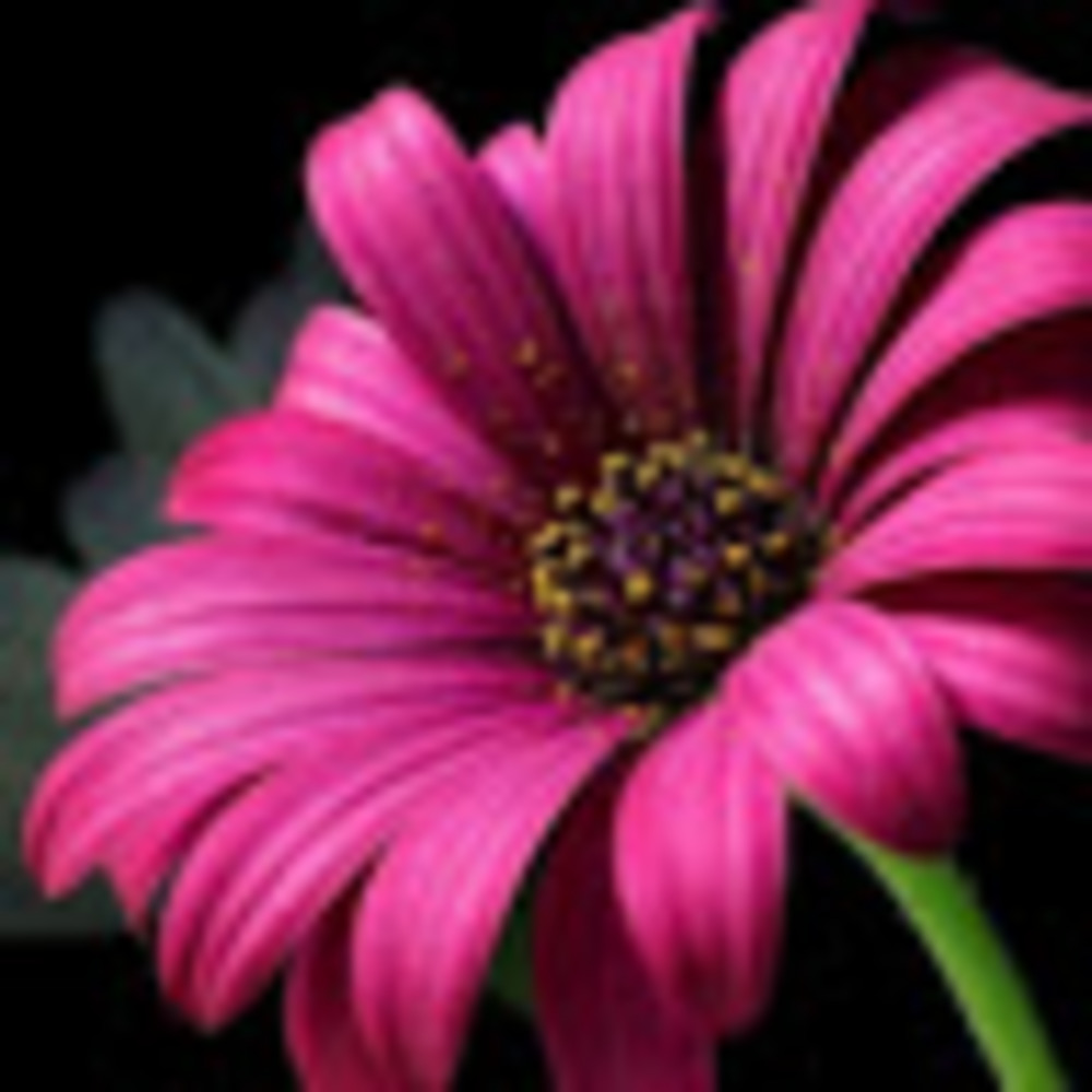 Meet your Posher, Corinne